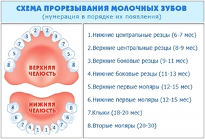 Διαδικασία οδοντοφυΐας