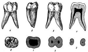 Τύπος Premolars