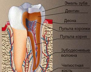 Περιγραφή της δομής των ανθρώπινων δοντιών