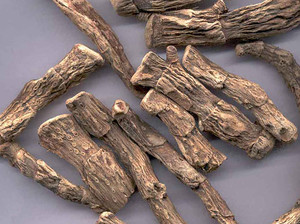 Calamus ρίζες