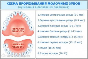 Τάξη ανάπτυξης των δοντιών σε ένα παιδί