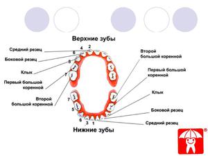 Πόσα μωρά δόντια έχουν ένα παιδί